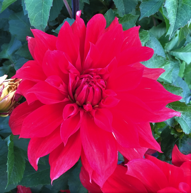 Dahlia Babylon Red